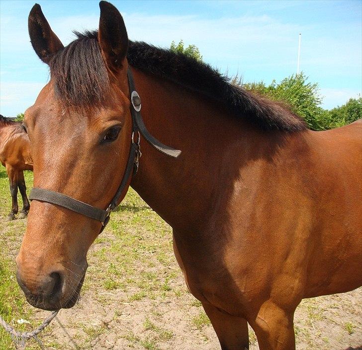 Pinto Nyøstergaards Malou billede 9