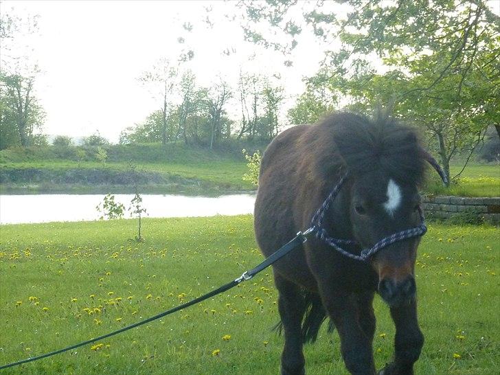 Shetlænder Lucky billede 12