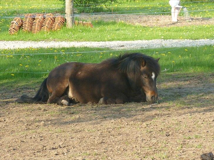 Shetlænder Lucky billede 13