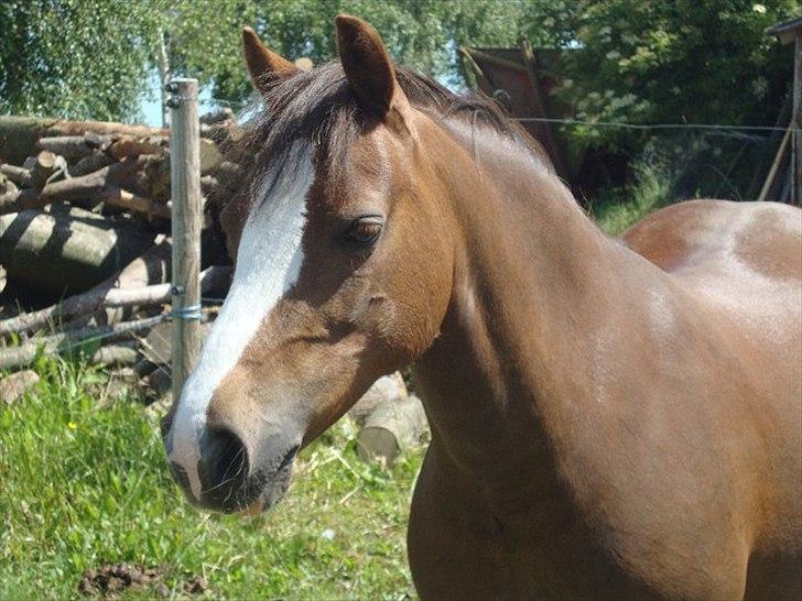 Welsh Mountain (sec A) <3Dorthealyst cherry<3Solgt :( billede 15