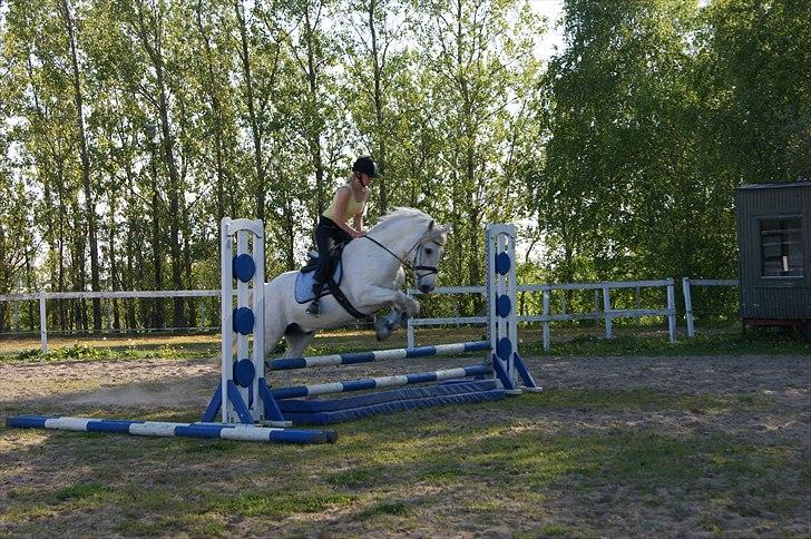 Connemara Nygaards Pirre billede 3