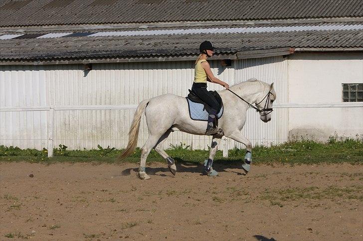 Connemara Nygaards Pirre billede 6