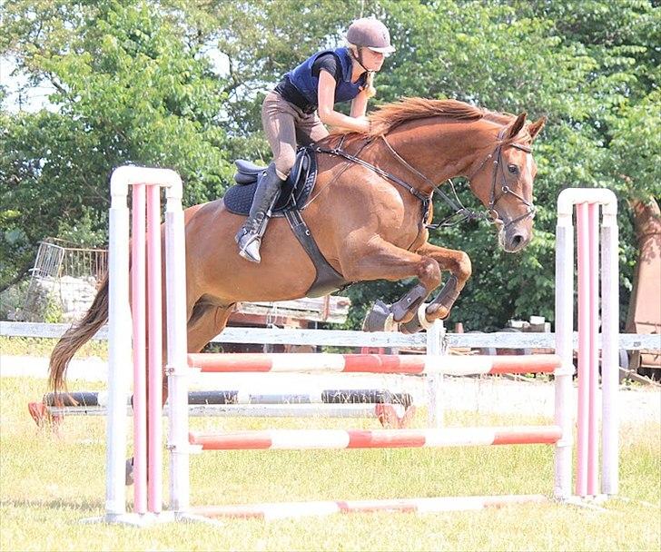 Pinto Red Coat Charfilo *Cody* billede 3