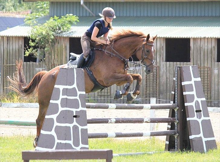 Pinto Red Coat Charfilo *Cody* billede 5