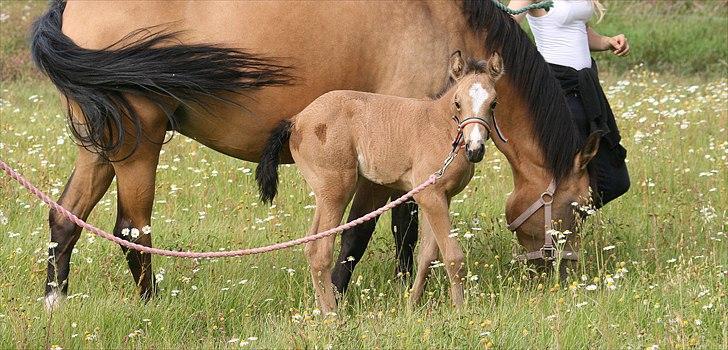 Anden særlig race Moonlight * 20 juni *  billede 13