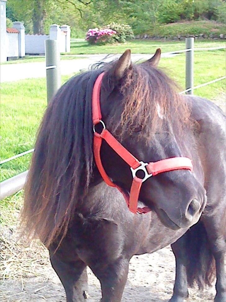 Shetlænder Tut - Velkommen til Tut's Profil, læg gerne en kommentar : D<3 billede 1