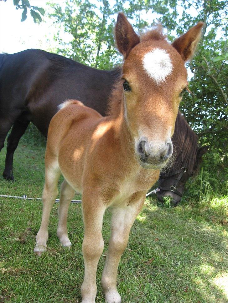 Shetlænder Rørsgaards Baltazar *Solgt* - 9 dage gammel, var der nogen der sagde charmetrold ? billede 11
