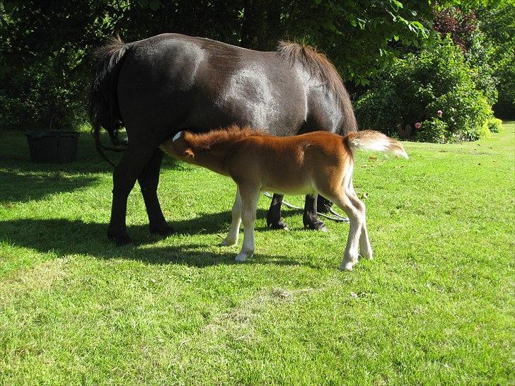 Shetlænder Rørsgaards Baltazar *Solgt* - 9 dage gammel, der er nu ikke noget som moars mælkebar  billede 10