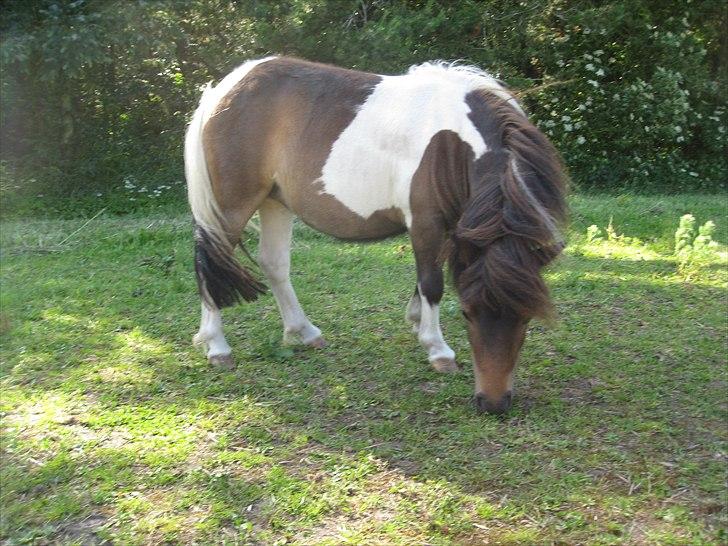 Shetlænder Rørsgaards Antonette - smukke Antonette'pigen (: billede 11