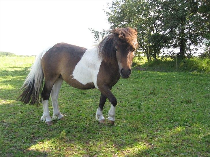 Shetlænder Rørsgaards Antonette billede 12