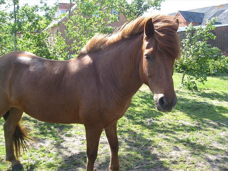 Islænder Baldi fra Hindø billede 20