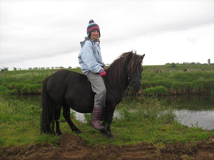 Shetlænder Ravnegårds Tootsie *Udlånt* - Ridetur langs åen, med min lille søster som rytter billede 8