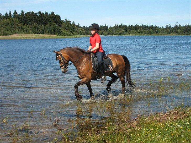 Anden særlig race Mitsy B pony - <3 billede 12