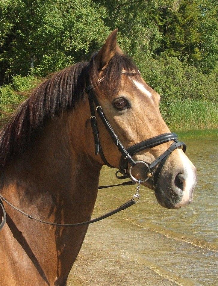 Anden særlig race Mitsy B pony - Mitsy jeg elsker dig <3333333333333 billede 17