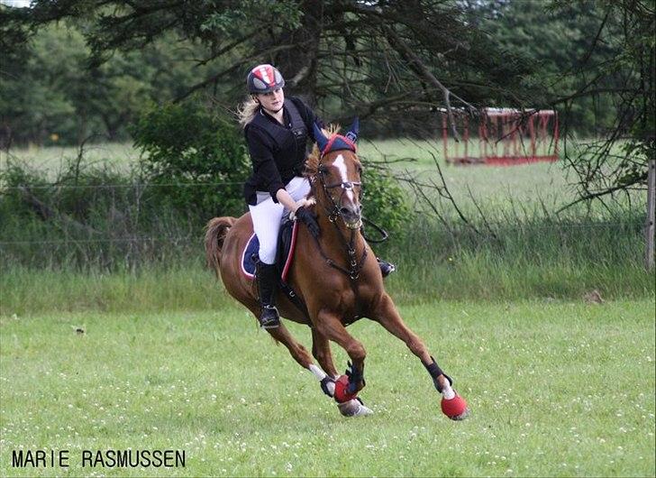 Hollandsk Sportspony Flits - 11# Dygtig pony 3.plads :-) billede 6