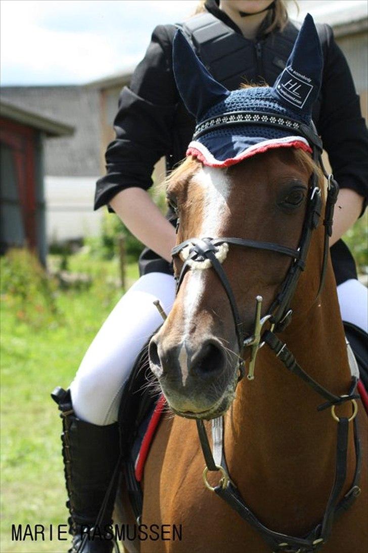 Hollandsk Sportspony Flits - 12# Kønne pony! <3 billede 7
