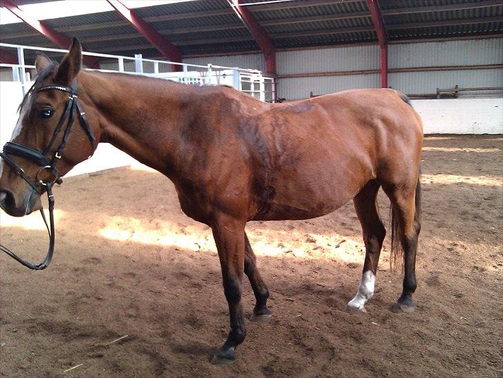 Dansk Varmblod Victoria Brunshøj - "Victoria" første gang jeg så hende. billede 4