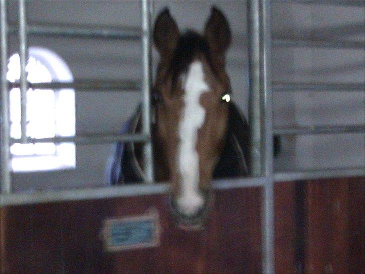 Dansk Varmblod Victoria Brunshøj - Victoria i sit nye hjem. billede 5