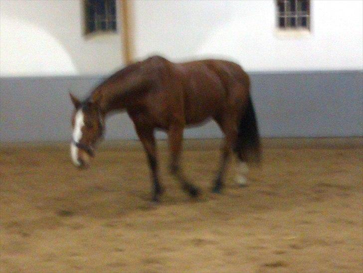 Dansk Varmblod Victoria Brunshøj - "Vic" efter3 mrd. billede 6