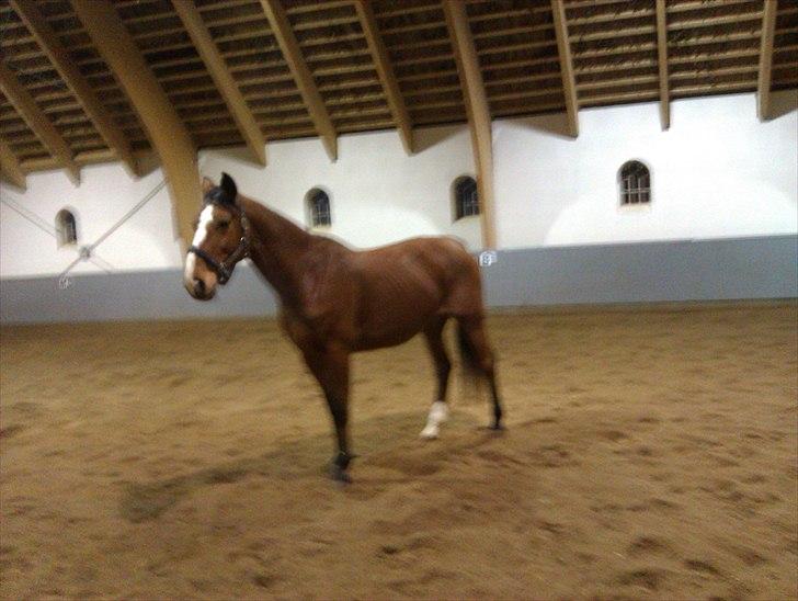 Dansk Varmblod Victoria Brunshøj - " Vic efter 3 mrd. billede 7