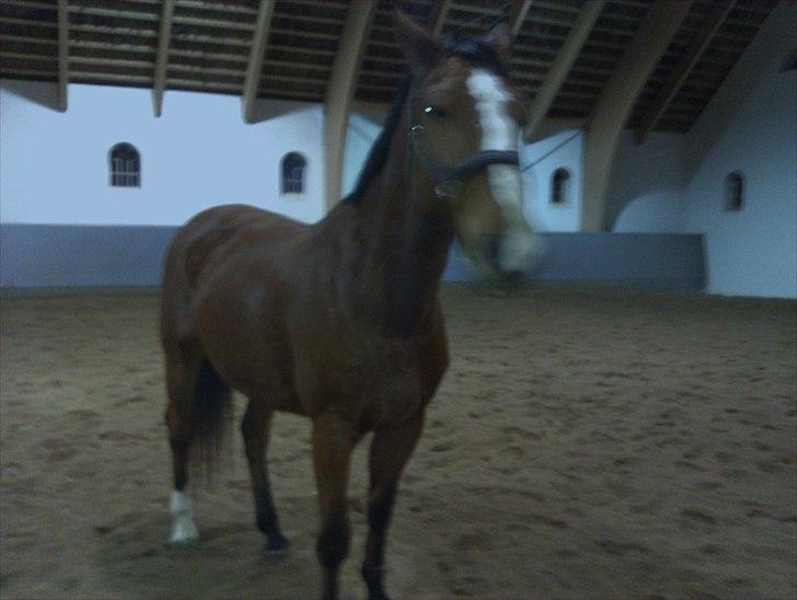 Dansk Varmblod Victoria Brunshøj - Vic på Tvedgården :) billede 8