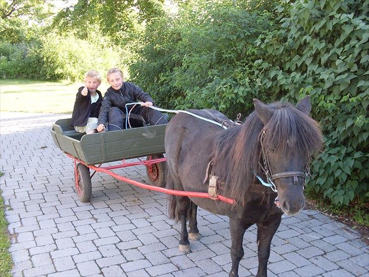 Shetlænder Tut - tut med hendes vogn :O billede 15