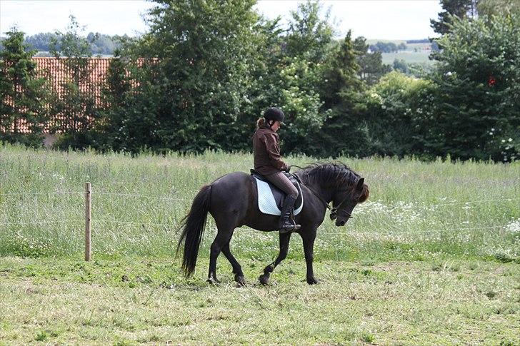 Islænder Fantur -Drømme-hesten-Savnet :'( - Du så dygtig!!<3 billede 2