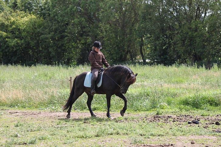 Islænder Fantur -Drømme-hesten-Savnet :'( billede 4