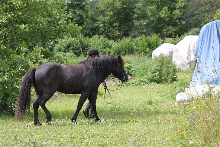 Islænder Fantur -Drømme-hesten-Savnet :'( billede 5