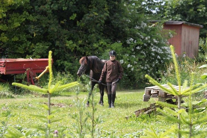 Islænder Fantur -Drømme-hesten-Savnet :'( billede 6