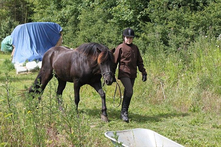 Islænder Fantur -Drømme-hesten-Savnet :'( - Gå tur!<3 billede 7