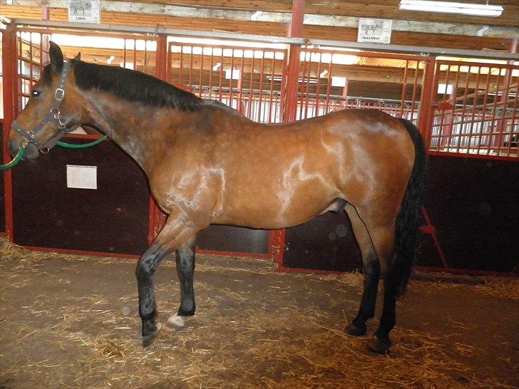 Dansk Varmblod Kasmo |MY EVERYTHING| billede 2