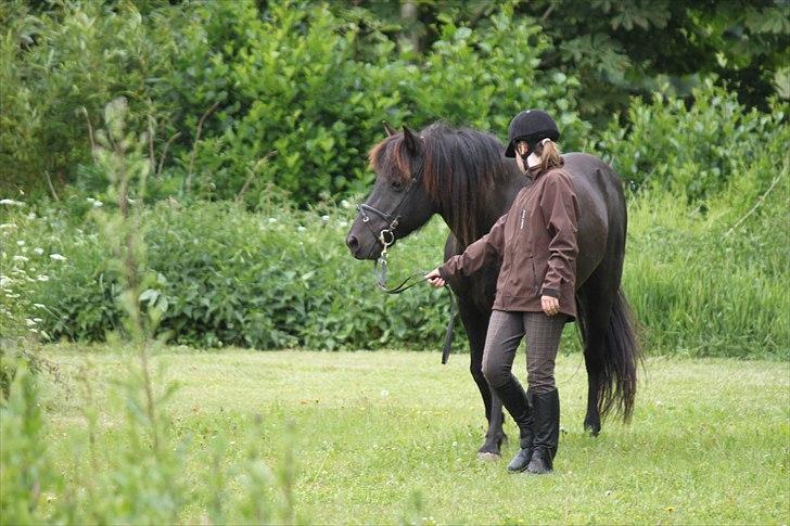 Islænder Fantur -Drømme-hesten-Savnet :'( billede 11