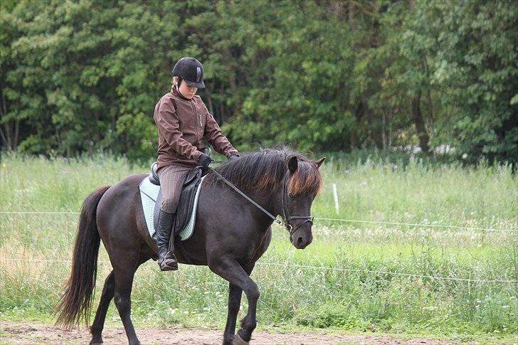 Islænder Fantur -Drømme-hesten-Savnet :'( billede 12