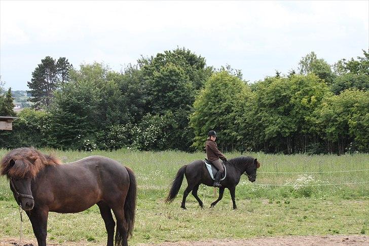 Islænder Fantur -Drømme-hesten-Savnet :'( billede 13