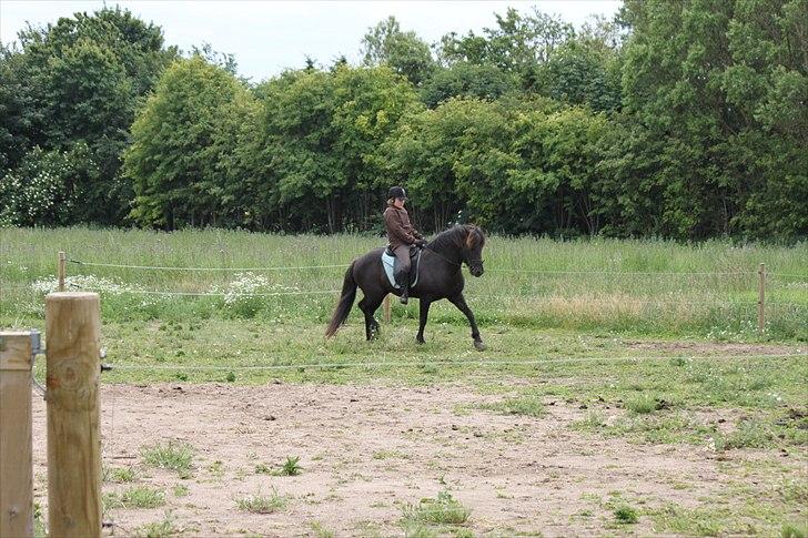 Islænder Fantur -Drømme-hesten-Savnet :'( billede 14