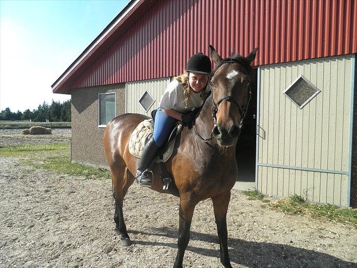Dansk Varmblod Kasmo |MY EVERYTHING| billede 3