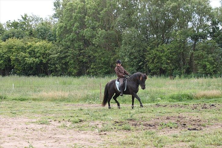 Islænder Fantur -Drømme-hesten-Savnet :'( billede 15