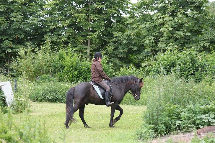 Islænder Fantur -Drømme-hesten-Savnet :'( billede 16