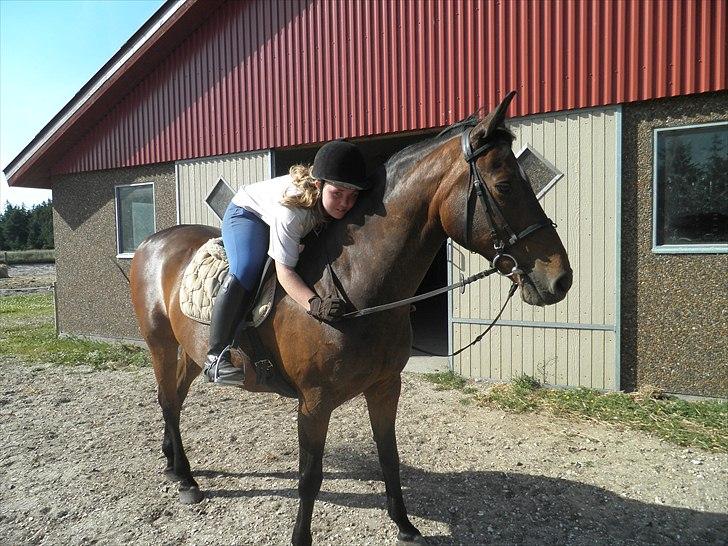Dansk Varmblod Kasmo |MY EVERYTHING| billede 4