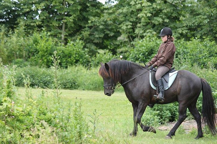 Islænder Fantur -Drømme-hesten-Savnet :'( - Dygtig!!<3 billede 17