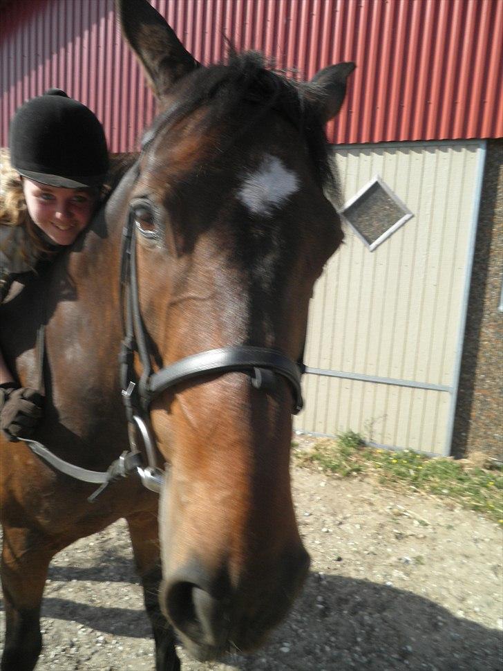 Dansk Varmblod Kasmo |MY EVERYTHING| billede 5