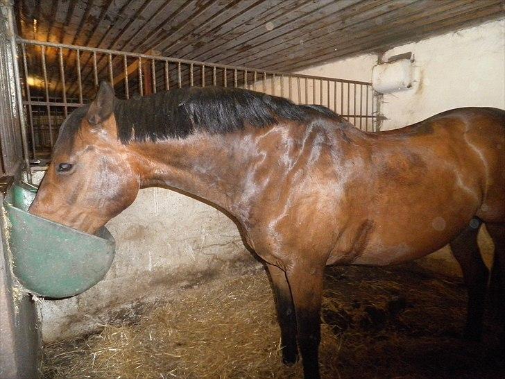 Dansk Varmblod Kasmo |MY EVERYTHING| billede 6