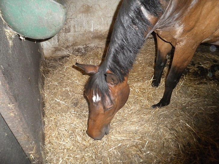 Dansk Varmblod Kasmo |MY EVERYTHING| billede 7