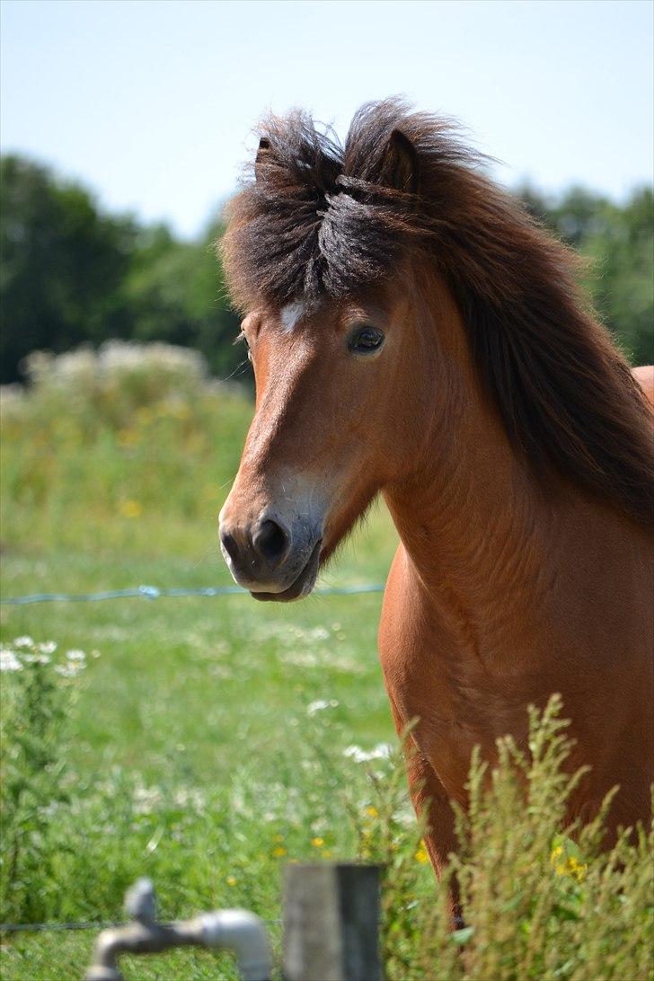 Islænder Tibrá fra Nr. Felding billede 2