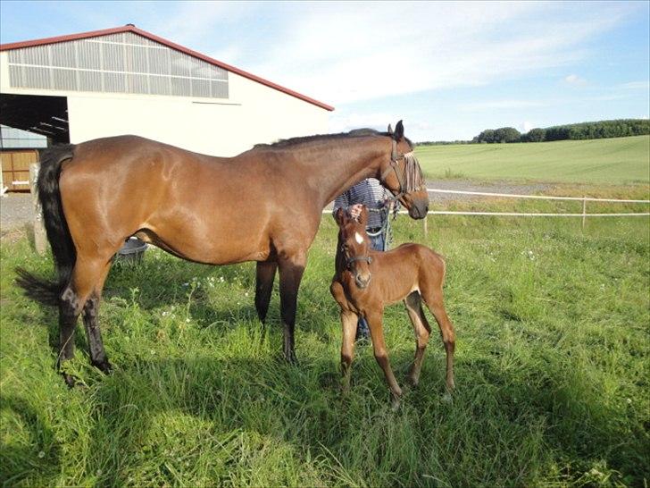 Dansk Varmblod Lyngbjergbos Romantika - Lyngbjergbos Romantika Født: 24/6-11 billede 1