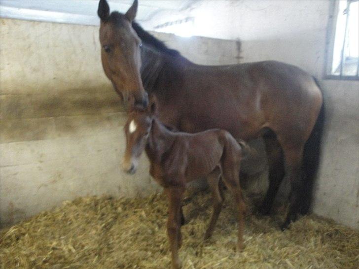 Dansk Varmblod Lyngbjergbos Romantika billede 2