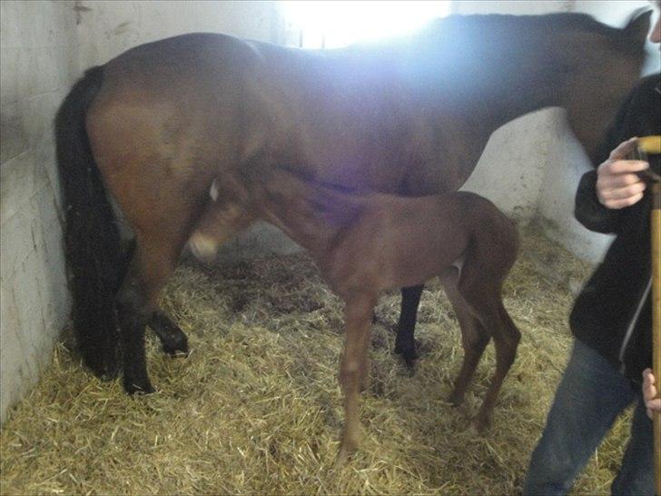 Dansk Varmblod Lyngbjergbos Romantika billede 3
