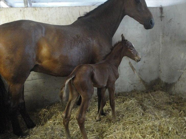 Dansk Varmblod Lyngbjergbos Romantika billede 4