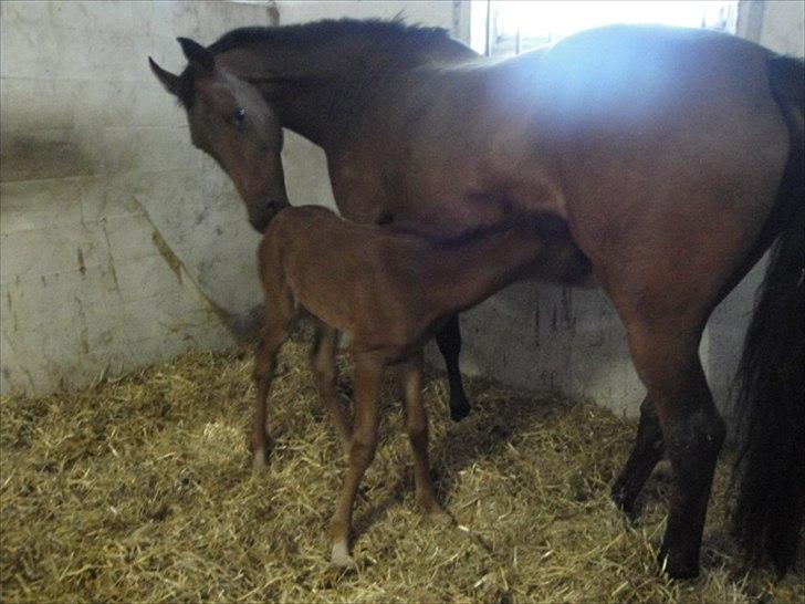 Dansk Varmblod Lyngbjergbos Romantika billede 5